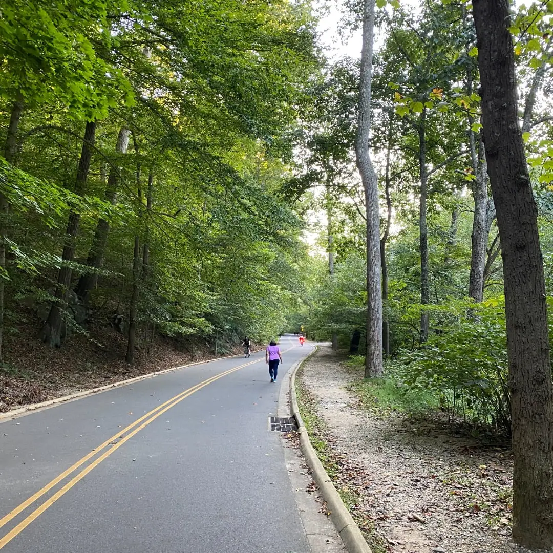 7 Shady Characters Best Trees to Plant in Maryland
